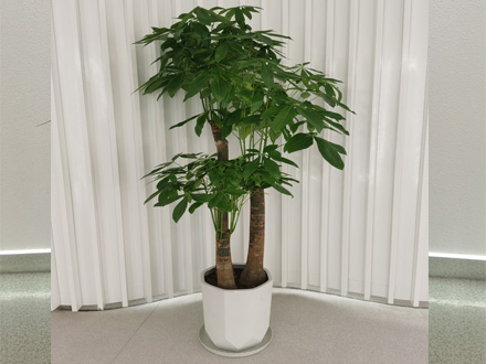 辦公室綠植租擺