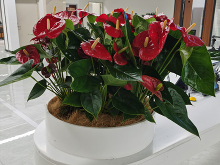 西安商場綠植租賃