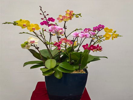 企業(yè)綠植租賃