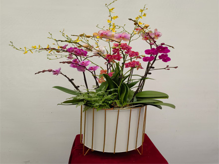 企業(yè)綠植租賃