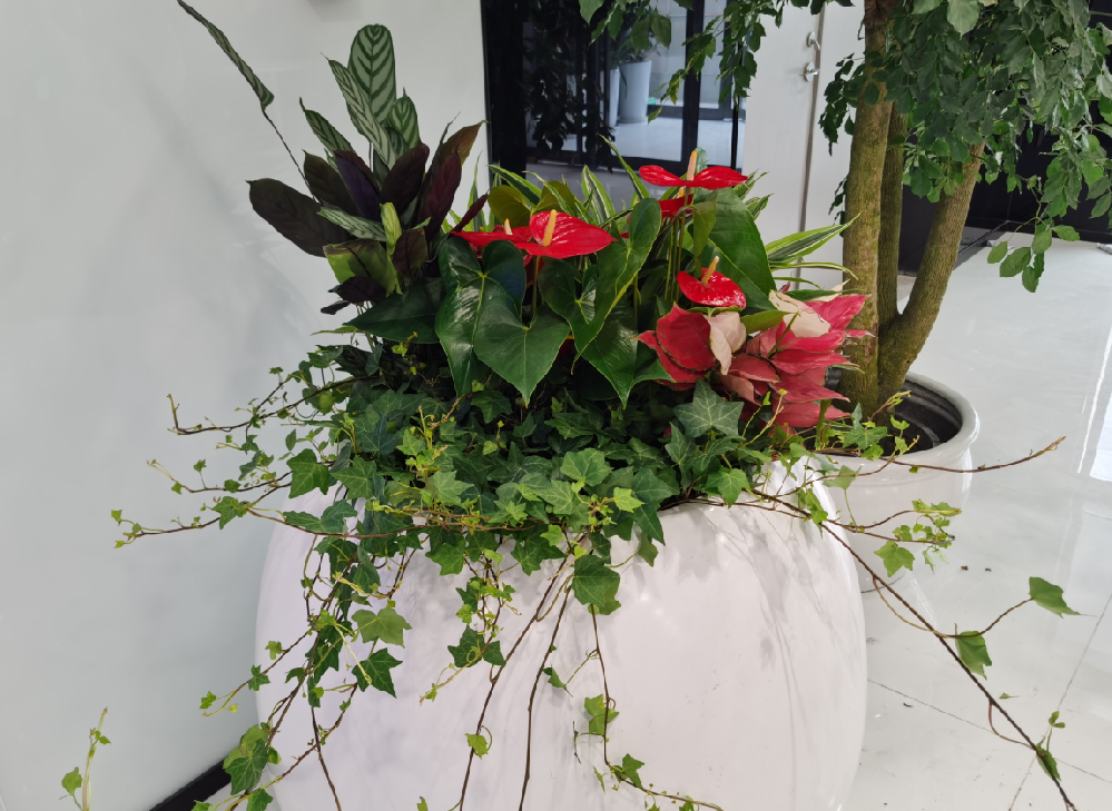 現(xiàn)在為什么很多企業(yè)選擇綠植租賃服務(wù)呢