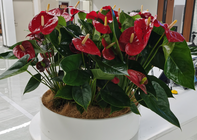 1650018115541028.png image.png