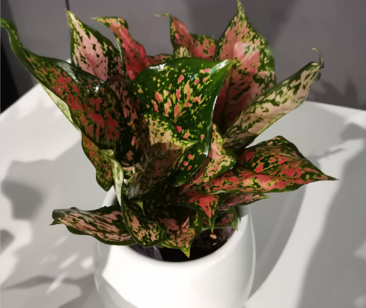 西安辦公室花卉綠植租賃應(yīng)注意那些事項(xiàng)?