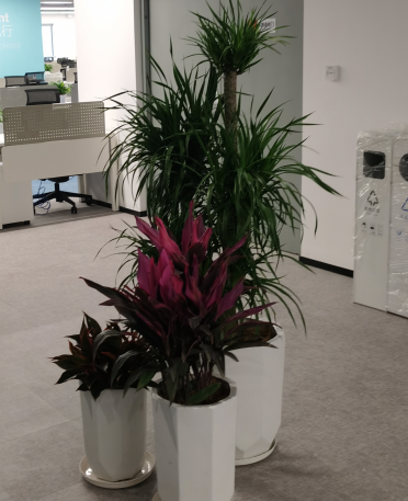 讓環(huán)境溫馨,醫(yī)院綠植租擺服務(wù)方案