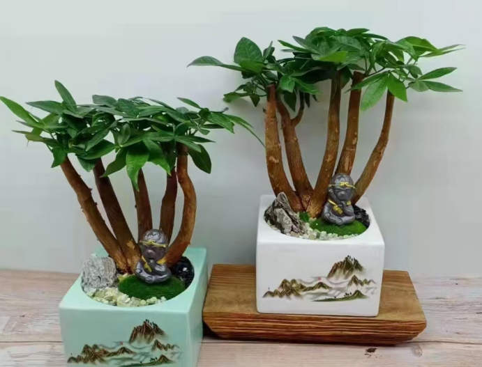 辦公室綠植租擺選擇花卉綠植的方法