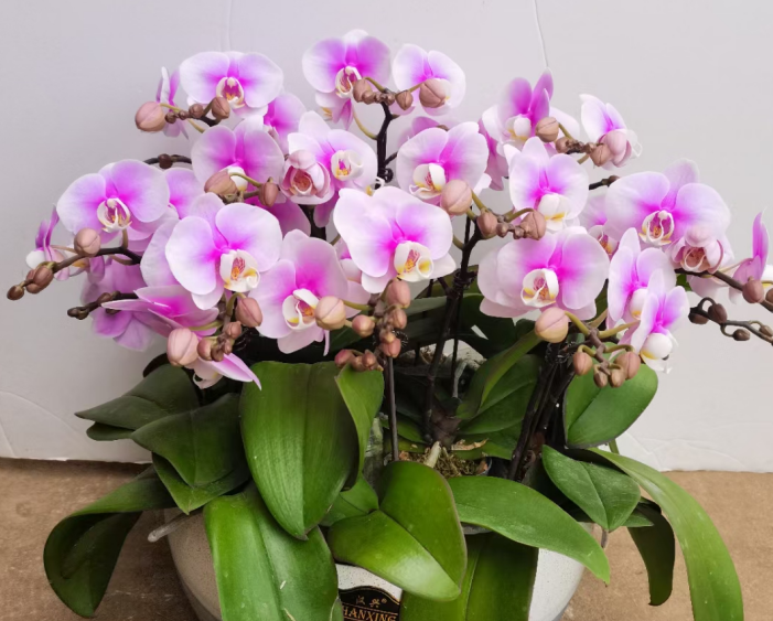 室內(nèi)小盆栽植物需要注意的綠植養(yǎng)護(hù)問題