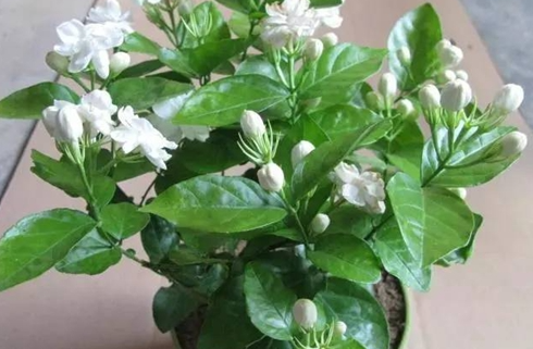 茉莉花怎樣養(yǎng)護(hù)?茉莉花爆盆方法和技巧?