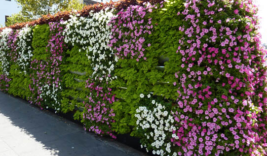 黑金剛橡皮樹葉子發(fā)黃?葉子發(fā)黃的原因分析和處理方法