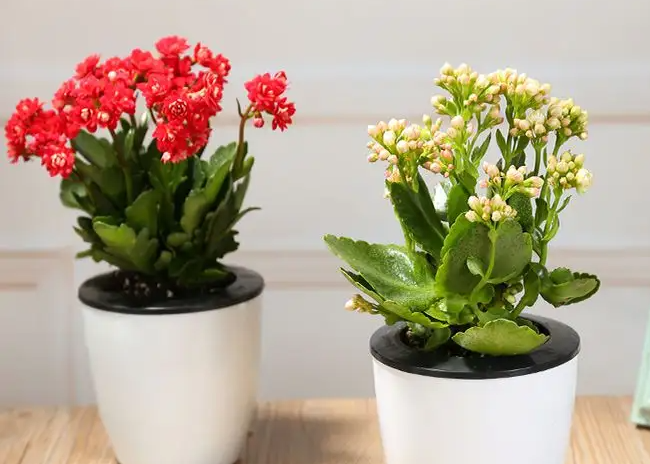 1650519623103181.png image.png