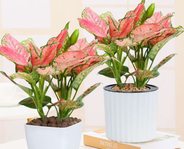 1650519865159921.png image.png